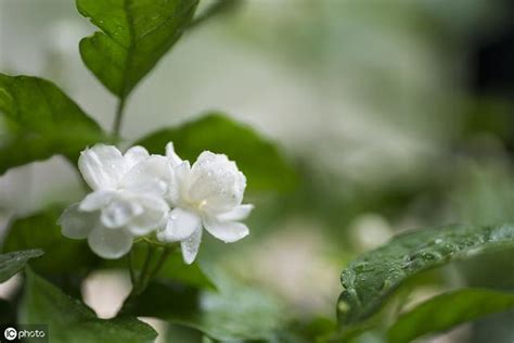 茉莉花招陰|從風水角度考慮茉莉花的養殖方法 